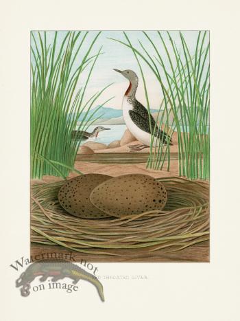 Thomas Gentry Bird 18